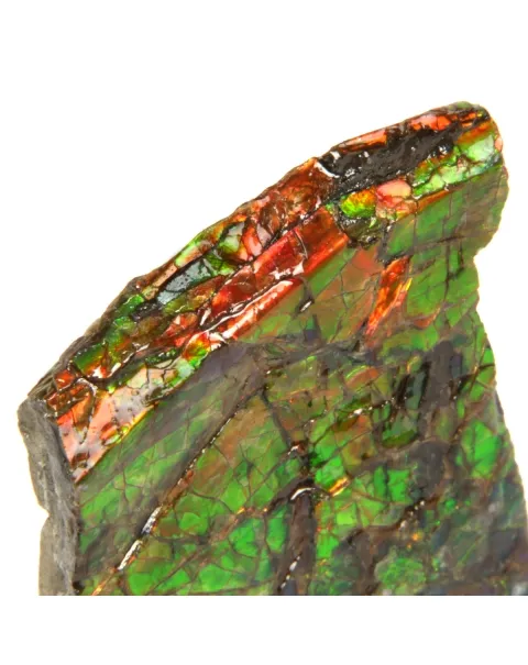 Ammolite