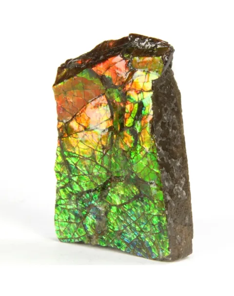 Ammolite