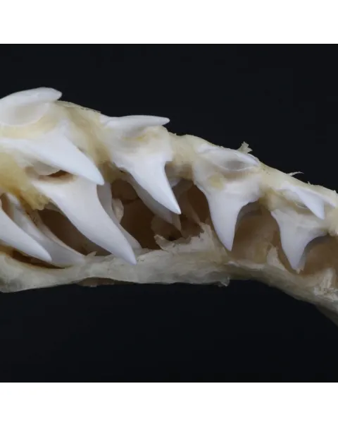 Bocca di Squalo Mako