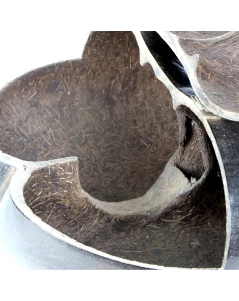 Coco de Mer