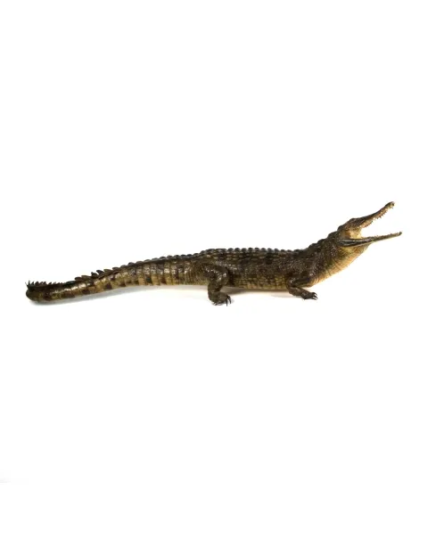 Coccodrillo imbalsamato