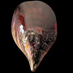Pinnidae (2)
