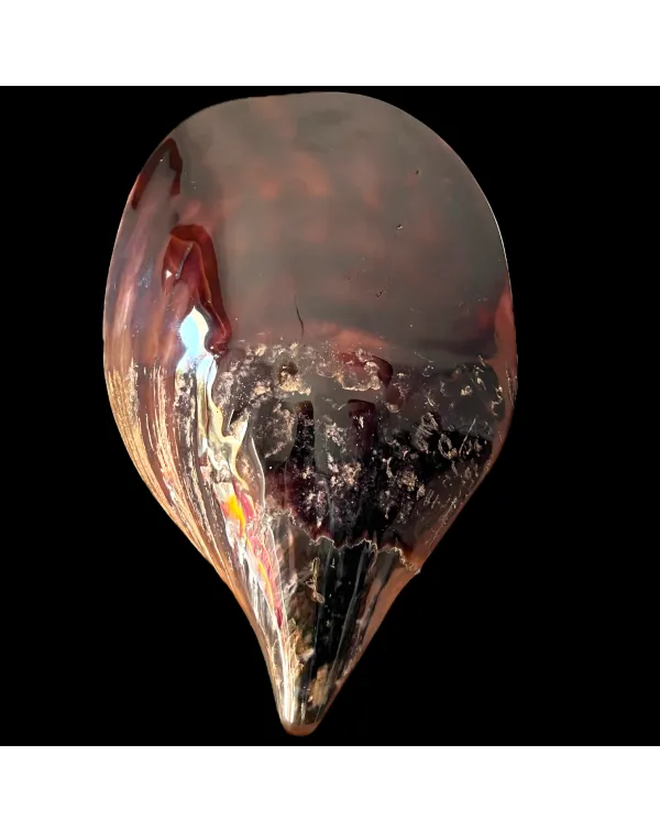 Atrina Vexillum - Lucida