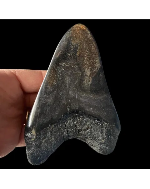 Dente di Megalodonte