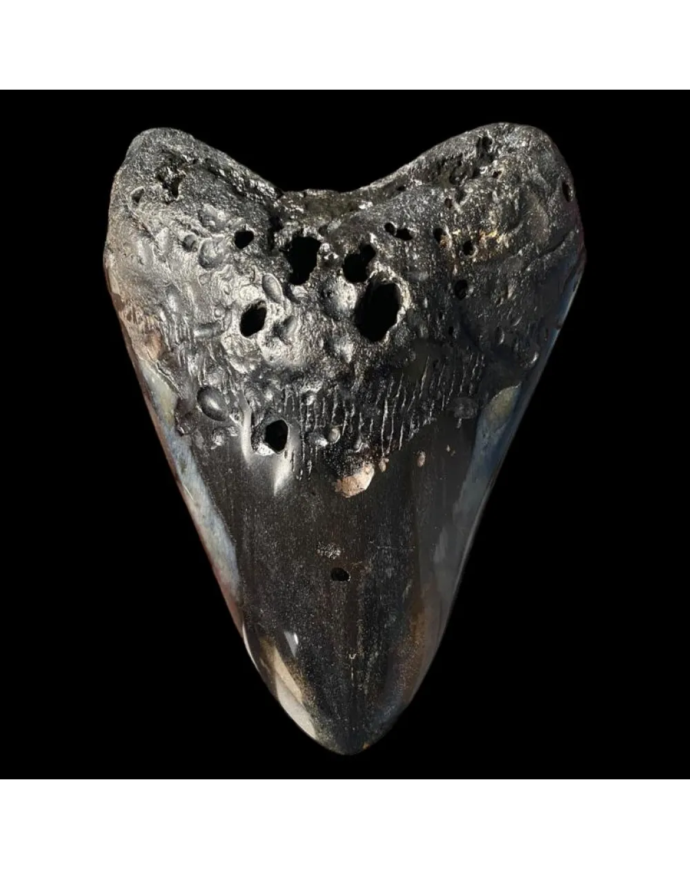 Dente di Megalodonte