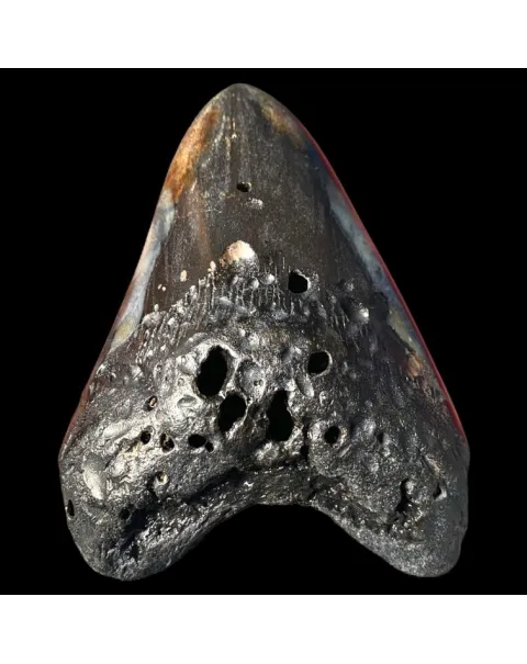 Dente di Megalodonte