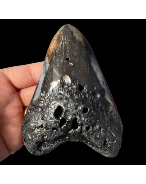Dente di Megalodonte