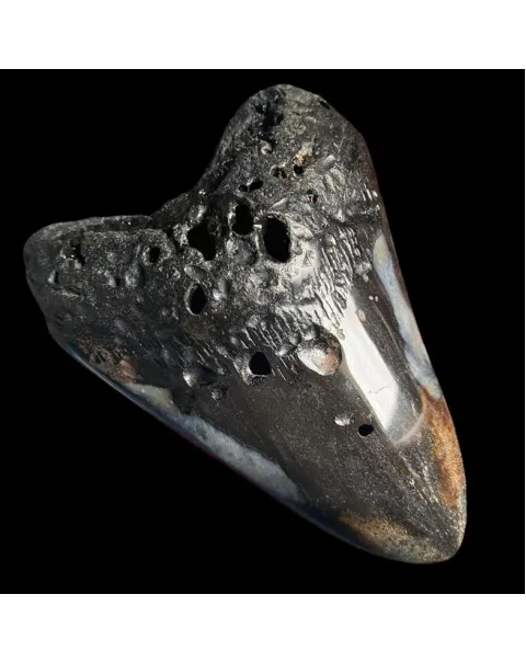 Dente di Megalodonte