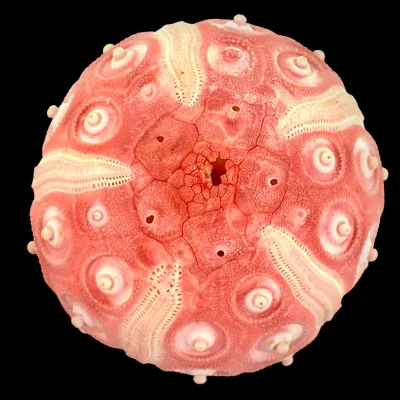 Stereocidaris Grandis var. Rubra