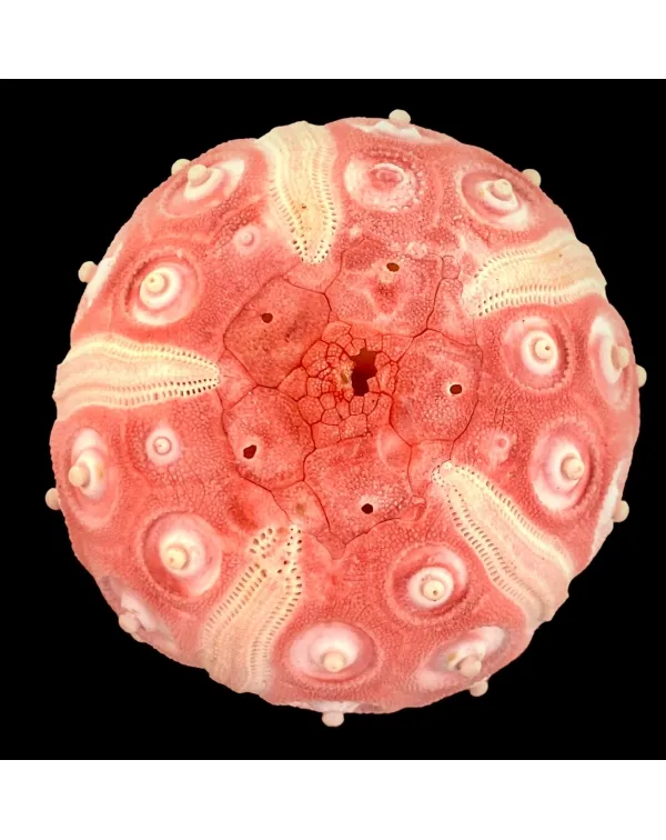 Stereocidaris Grandis var. Rubra