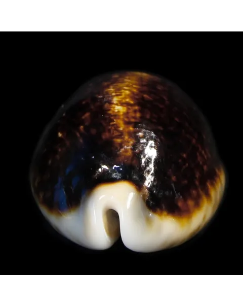 Mauritia Eglantina Niger