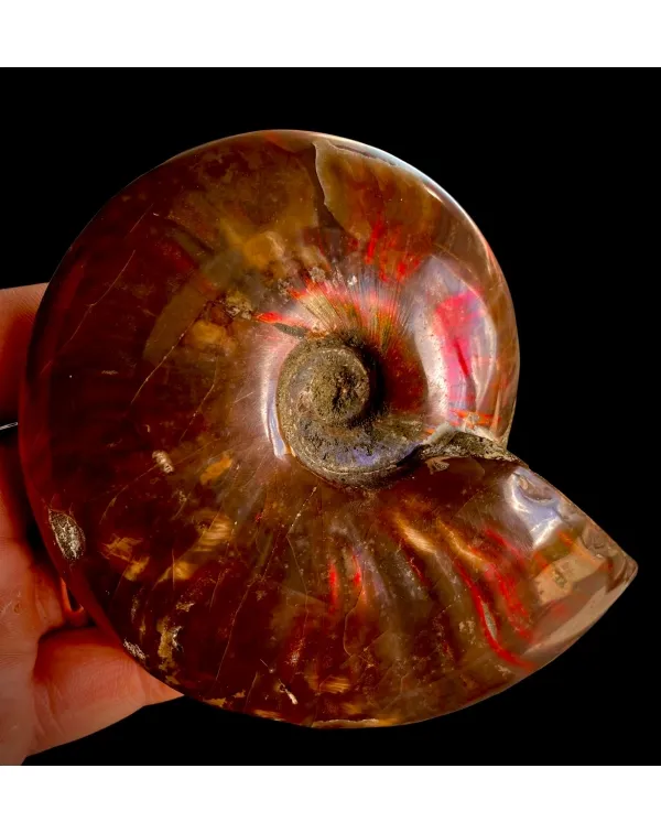Ammonite Cleoniceras