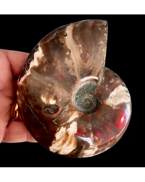 Ammonite Cleoniceras