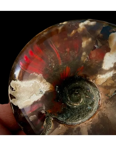 Ammonite Cleoniceras
