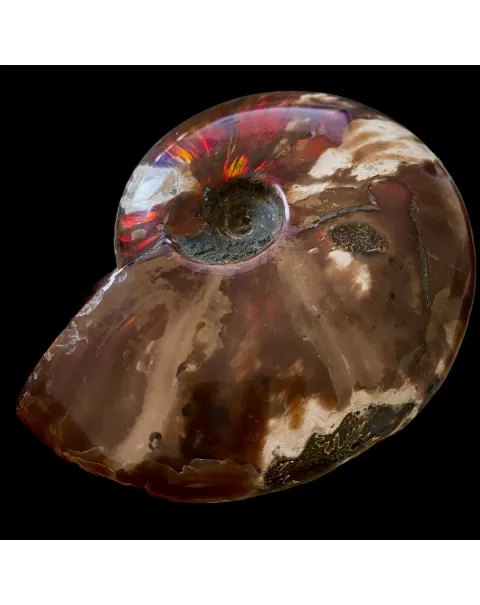 Ammonite Cleoniceras
