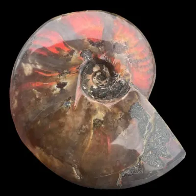 Ammonite Cleoniceras - Red Opal