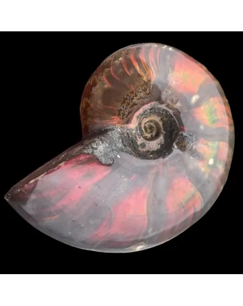 Ammonite Cleoniceras - Red Opal