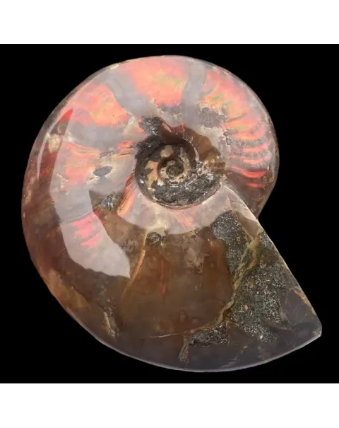 Ammonite Cleoniceras - Red Opal