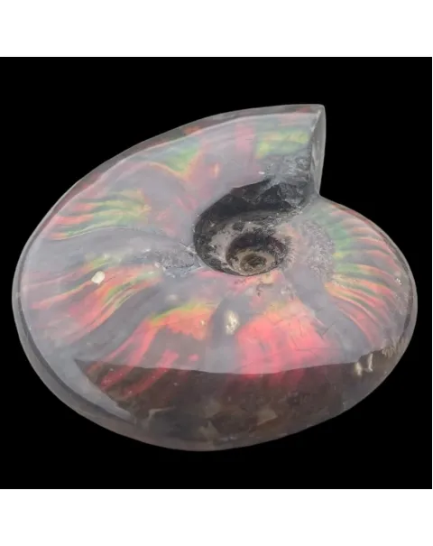 Ammonite Cleoniceras - Red Opal