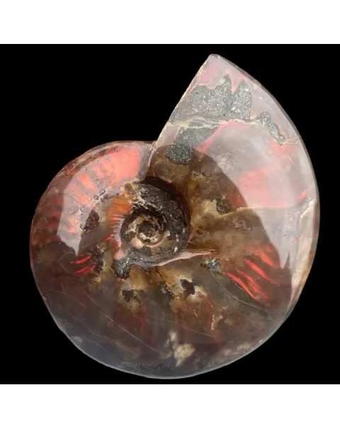 Ammonite Cleoniceras - Red Opal
