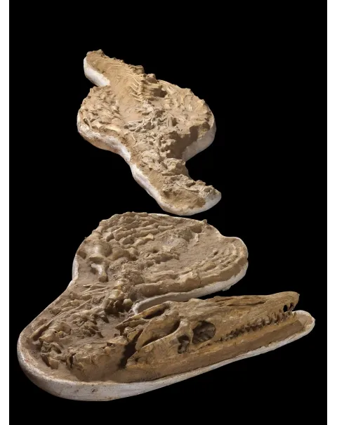 Fossile Mosasaurus