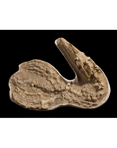 Fossile Mosasaurus