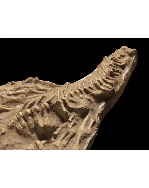 Fossile Mosasaurus