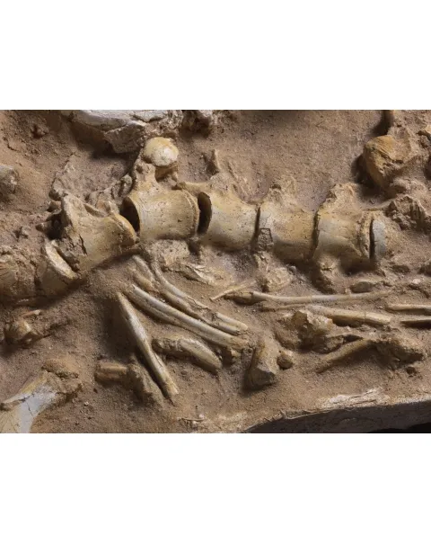 Fossile Mosasaurus