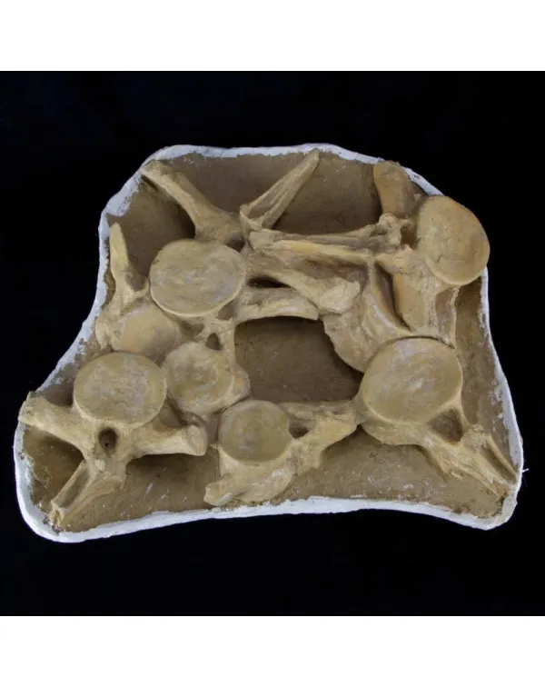 Plesiosaurus Dolichodeirus