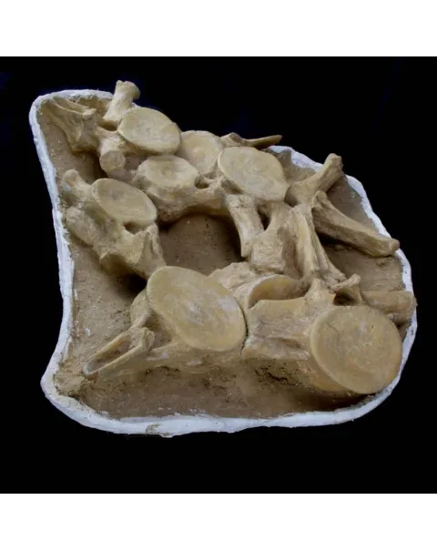Plesiosaurus Dolichodeirus