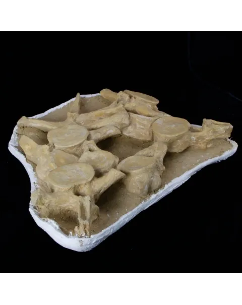 Plesiosaurus Dolichodeirus