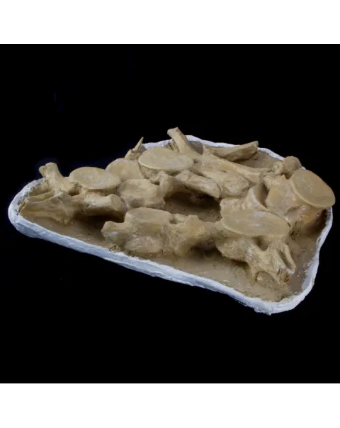 Plesiosaurus Dolichodeirus