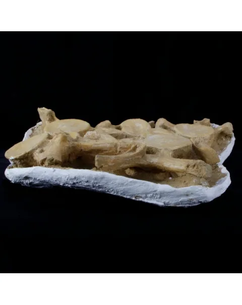 Plesiosaurus Dolichodeirus