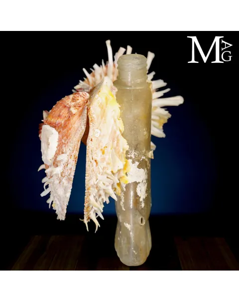 Reperto dell’Antropocene – Plastica e Vita Marina.