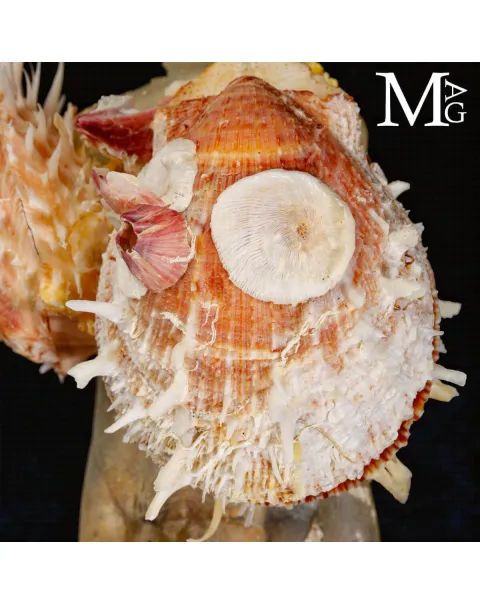 Reperto dell’Antropocene – Plastica e Vita Marina.