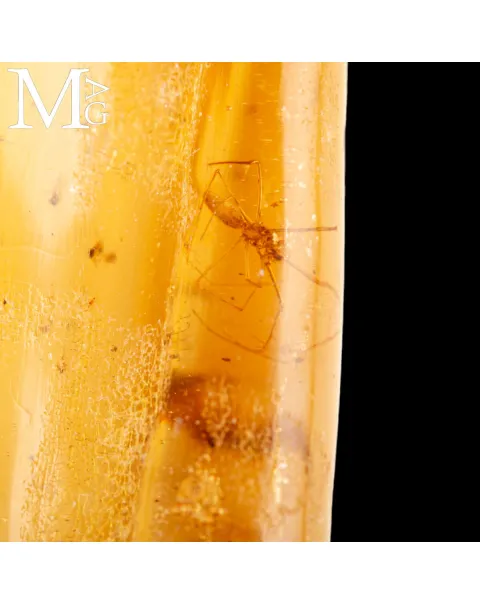 Copale fossile con insetti – Madagascar