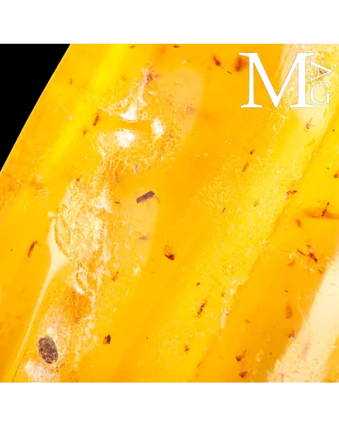Copale fossile con insetti – Madagascar