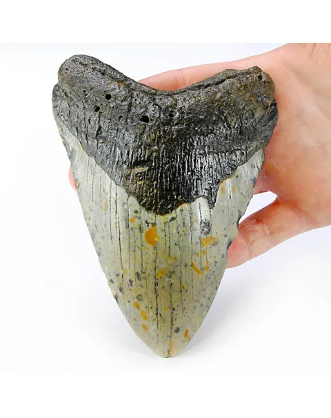Dente di Megalodonte