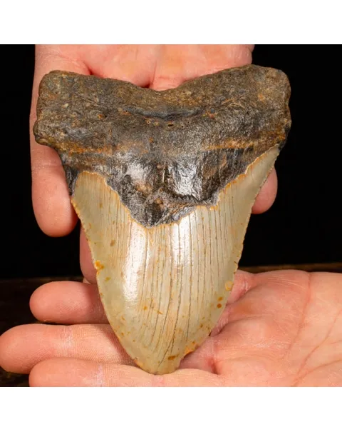 Dente di Megalodonte