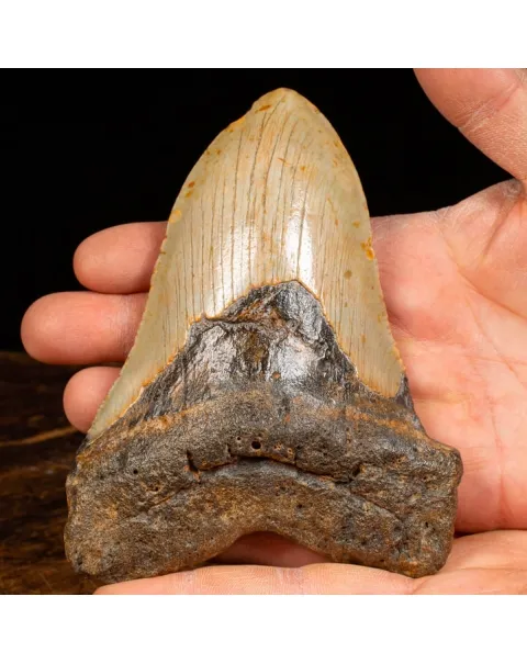 Dente di Megalodonte