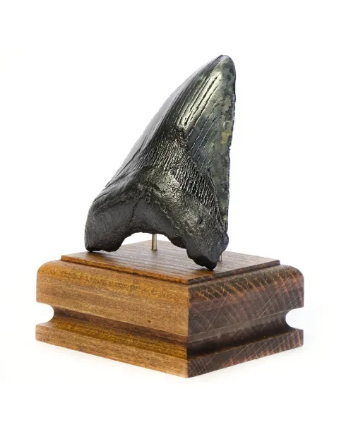 Dente di Megalodonte