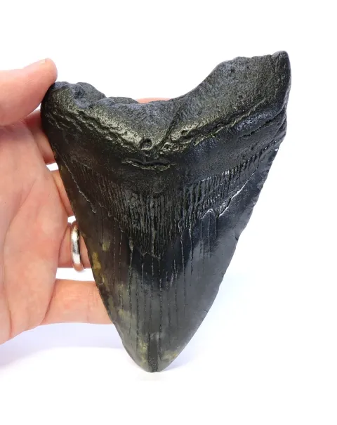 Dente di Megalodonte
