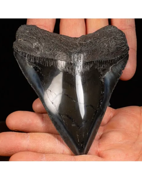 Dente di Megalodonte