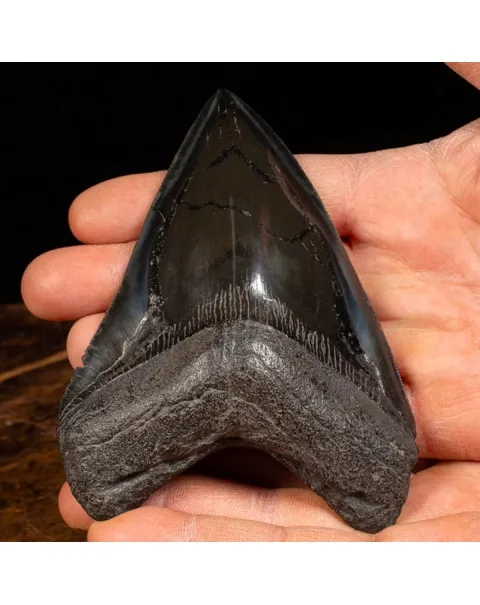 Dente di Megalodonte