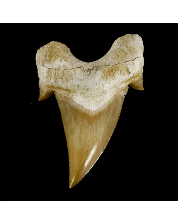 Dente di Squalo estinto - Otodus 