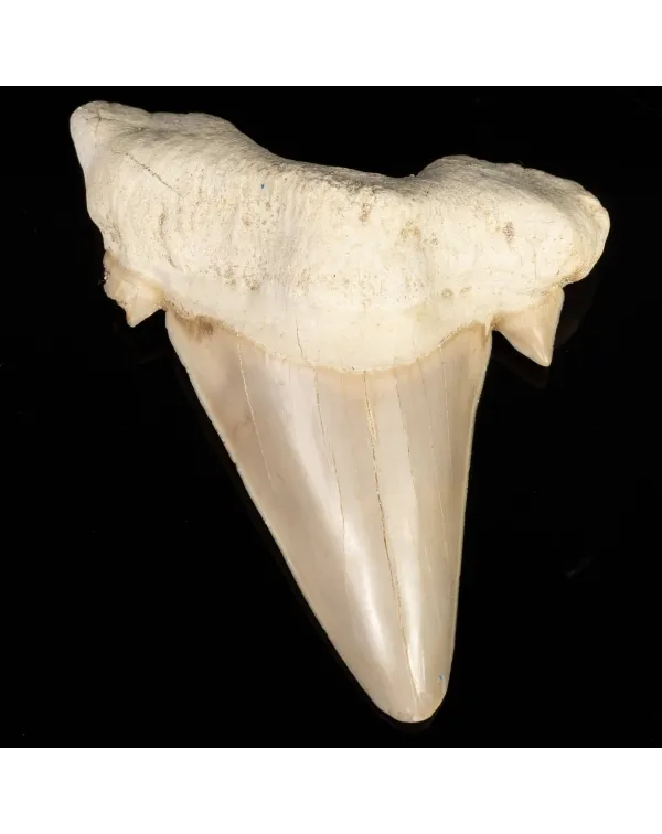 Dente di Squalo estinto - Otodus 