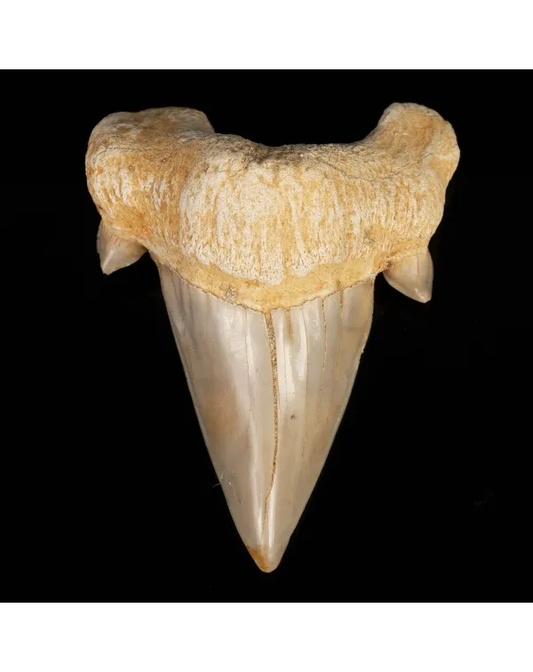 Dente di Squalo estinto - Otodus 