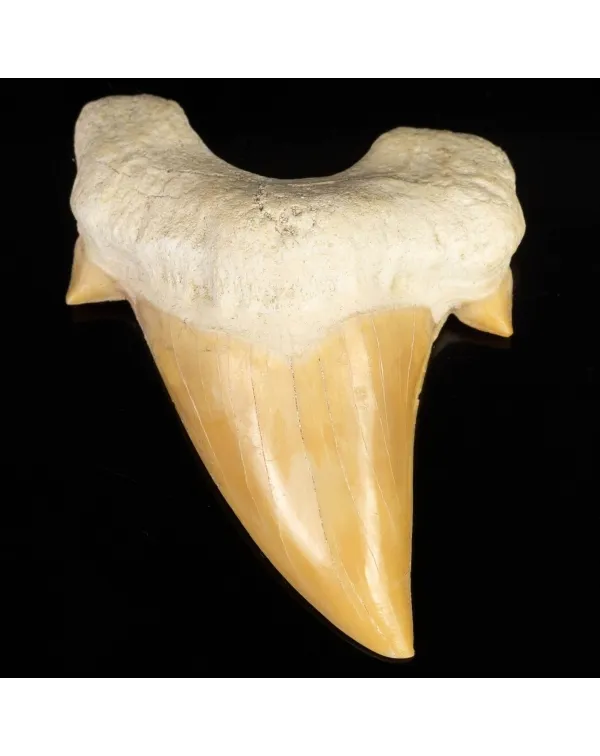Dente fossile  di Squalo estinto - Otodus 