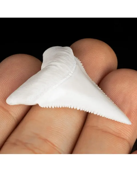 Dente di Squalo Bianco