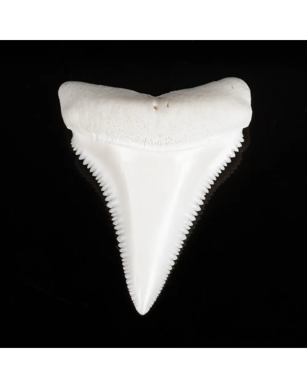 Dente di Squalo Bianco